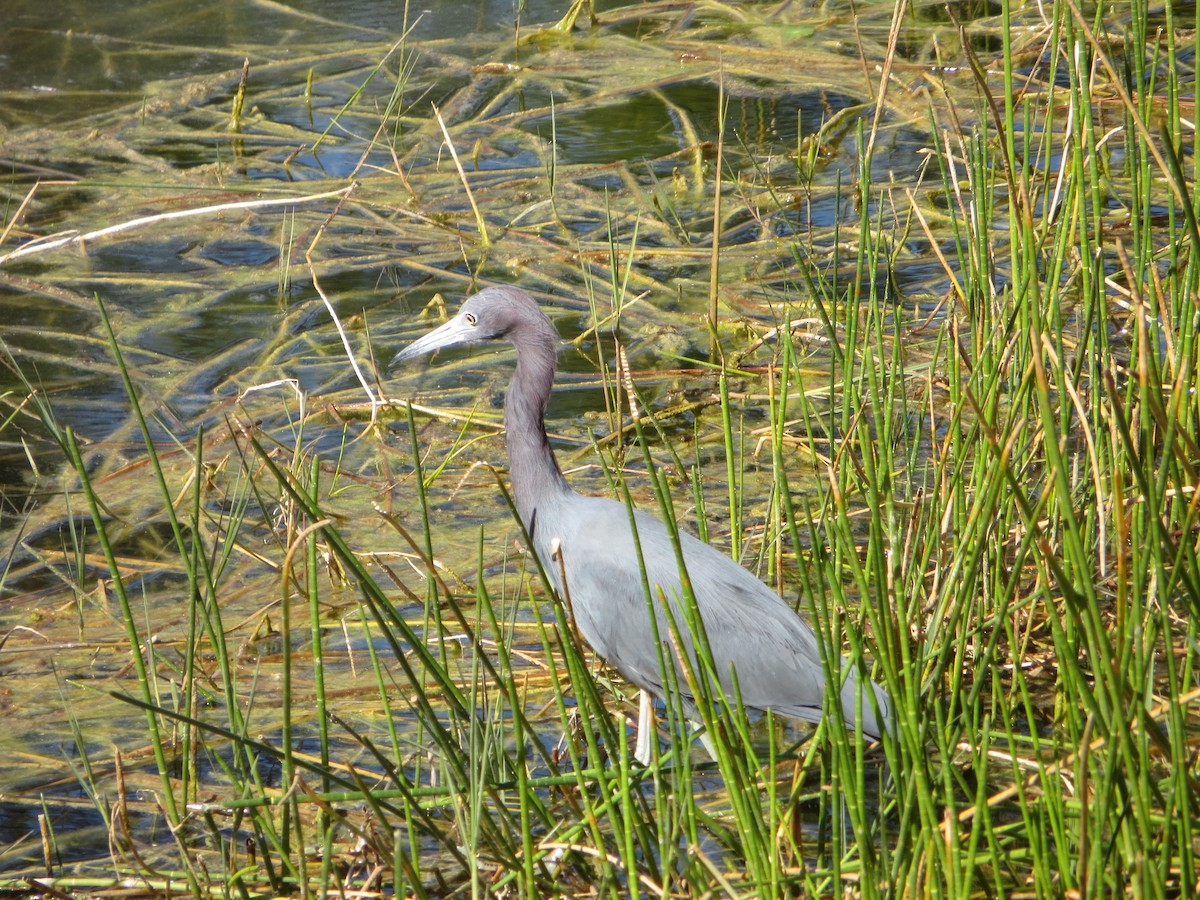 eBird Checklist - 29 Jan 2015 - Florida Gulf Coast University - 3 species