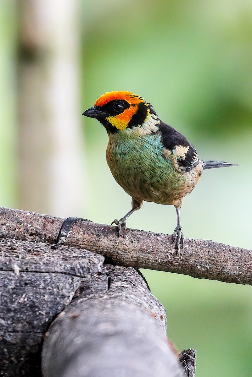 Flame-faced Tanager - Cesar Ponce
