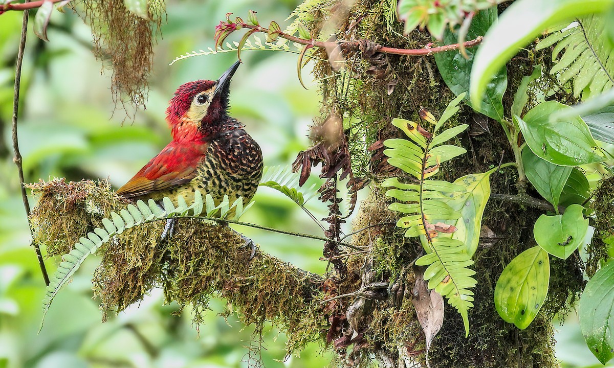 Crimson-mantled Woodpecker - Cesar Ponce