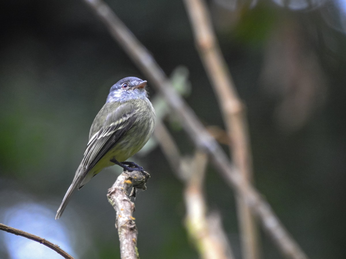 White-fronted Tyrannulet - ML217251311