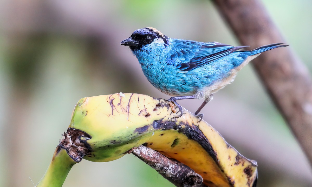 Golden-naped Tanager - Cesar Ponce