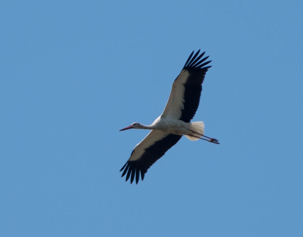 White Stork - Jordan Broadhead