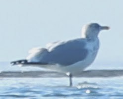 Herring Gull - sicloot