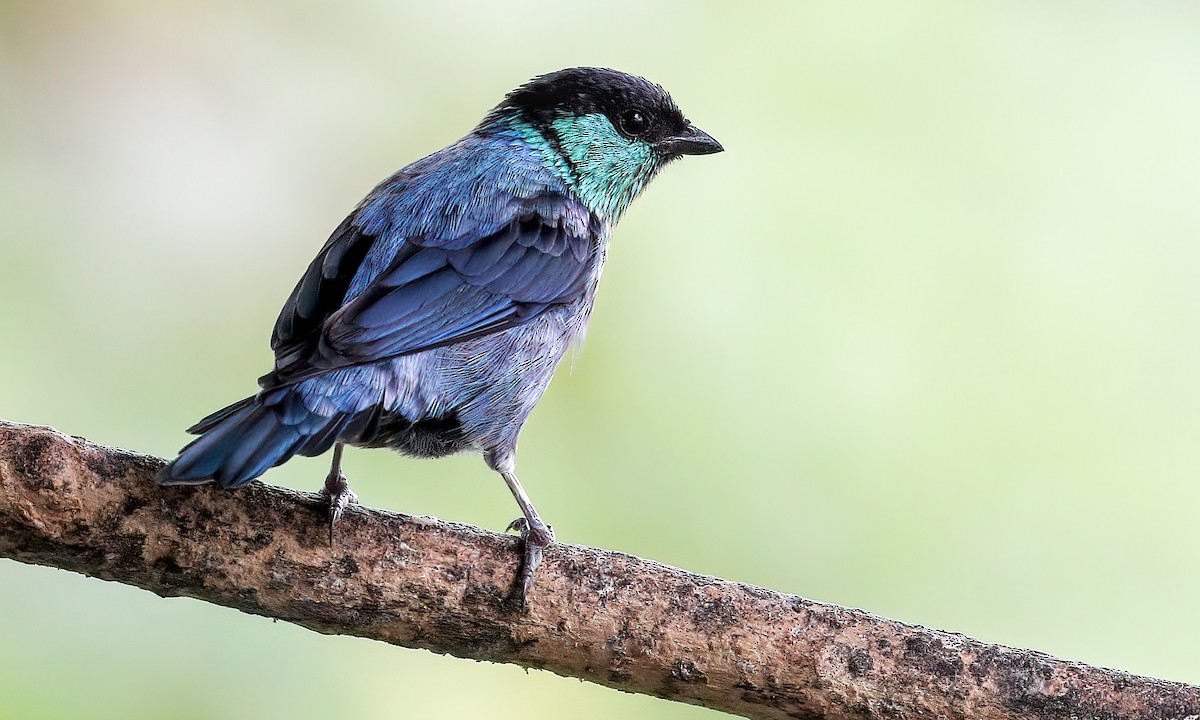 Black-capped Tanager - Cesar Ponce