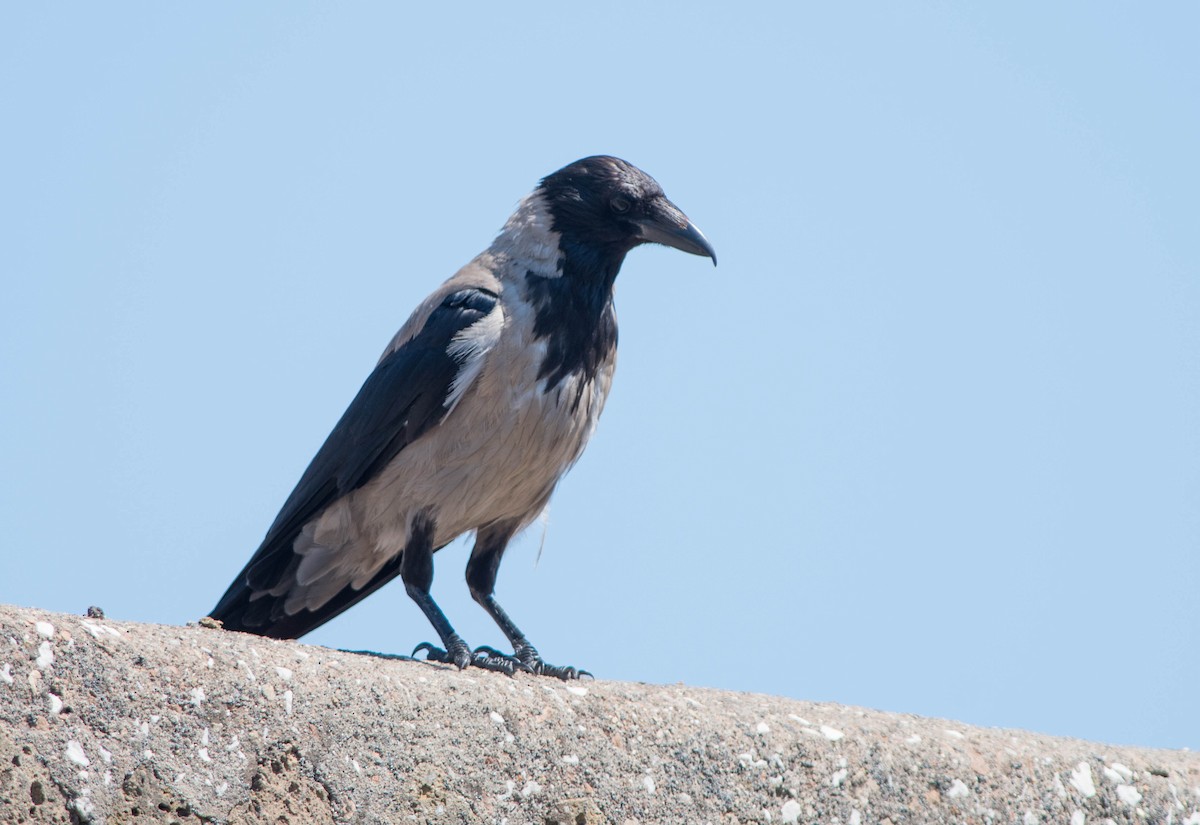 Hooded Crow - Jordan Broadhead