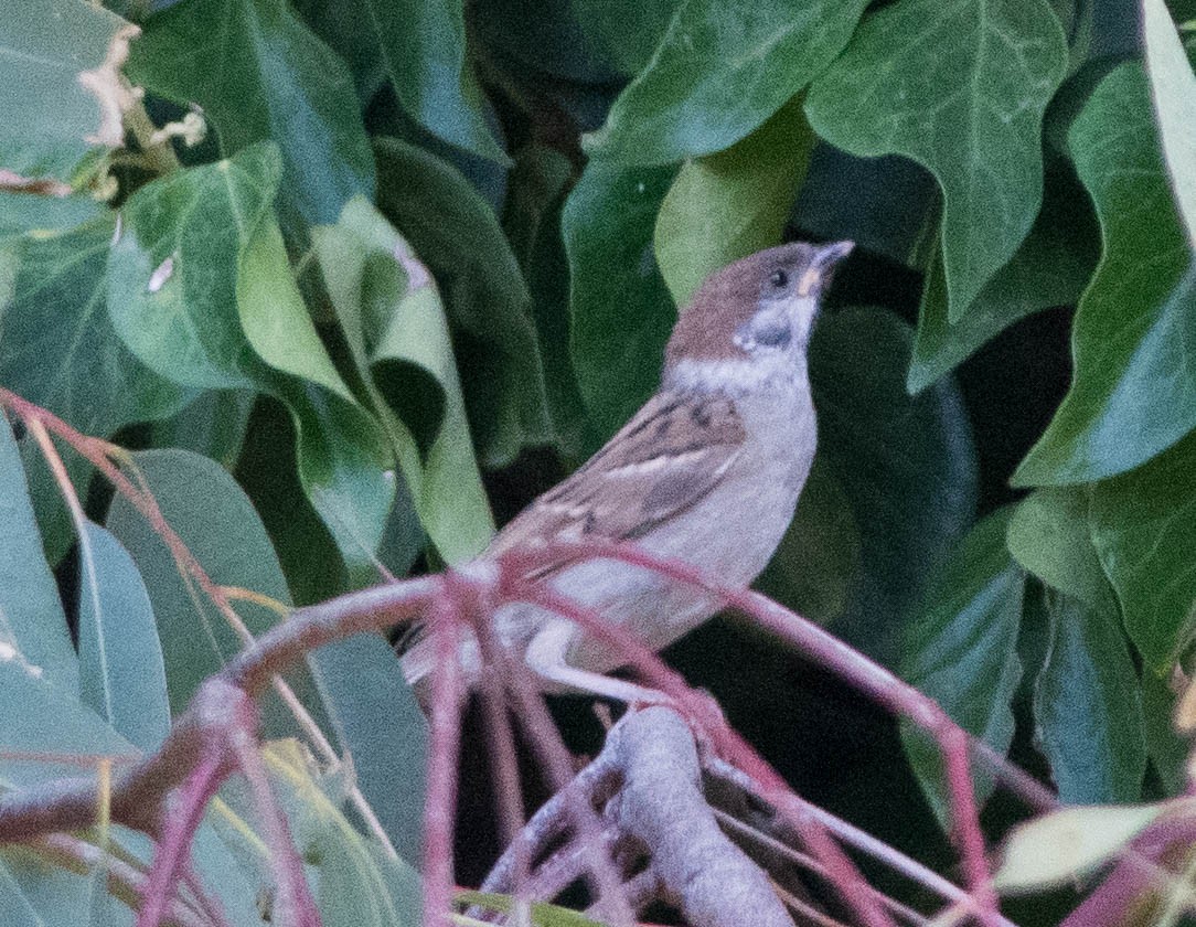 Eurasian Tree Sparrow - ML217257491