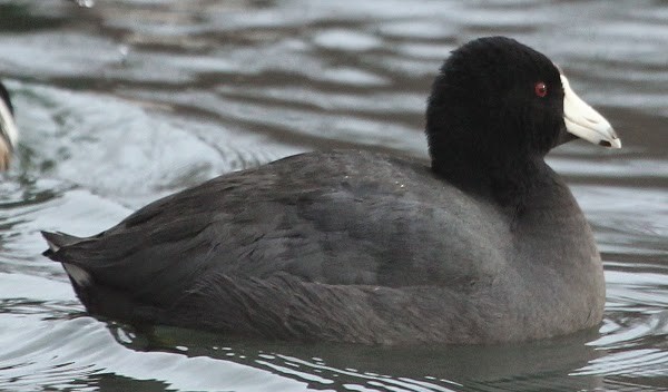 American Coot (Red-shielded) - sicloot