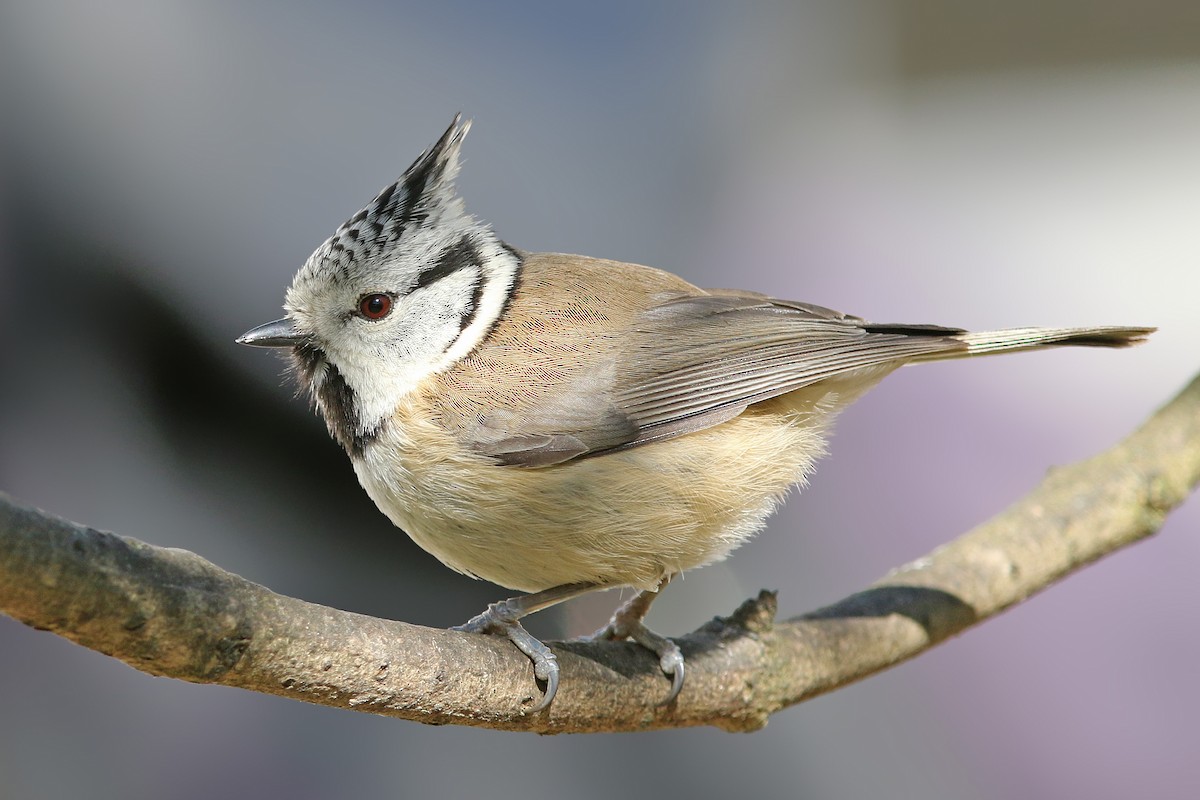 Crested Tit - ML217257831