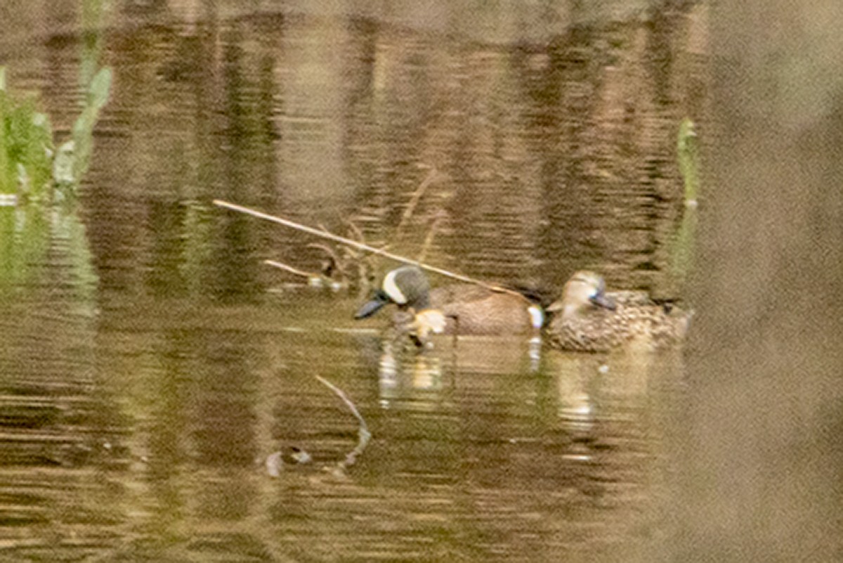 Blue-winged Teal - ML217258761