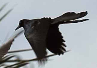Great-tailed Grackle - ML21725941