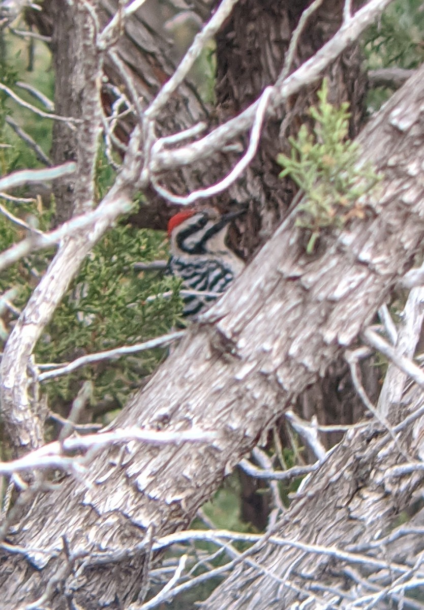 Ladder-backed Woodpecker - Mitchell Bailey