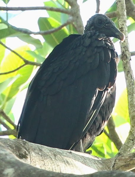 Black Vulture - ML21726031