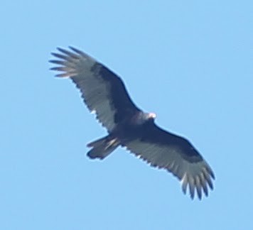 Turkey Vulture - ML21726041
