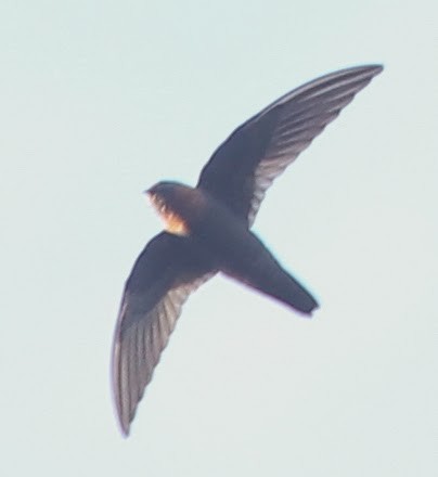 Chestnut-collared Swift - sicloot