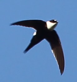 Lesser Swallow-tailed Swift - sicloot