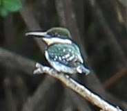 Green Kingfisher - ML21726111