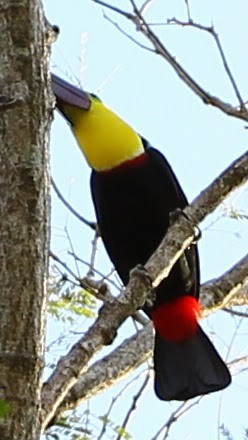 Yellow-throated Toucan (Chestnut-mandibled) - ML21726121
