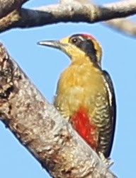 Golden-naped Woodpecker - sicloot