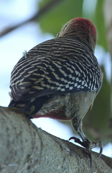 Red-crowned Woodpecker - sicloot