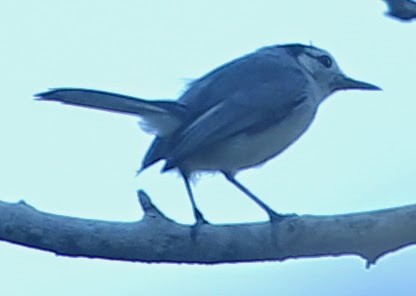 White-browed Gnatcatcher - sicloot