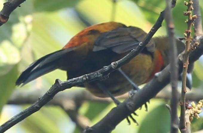 Scarlet-rumped Tanager (Cherrie's) - sicloot