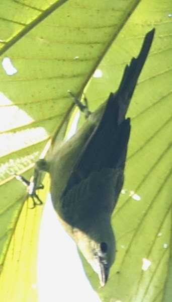Palm Tanager - sicloot
