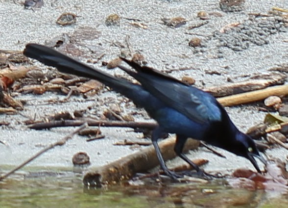 Great-tailed Grackle - sicloot