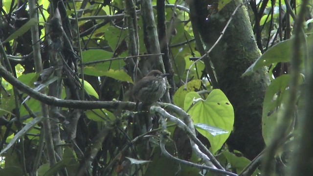Lanceolated Monklet - ML217262941