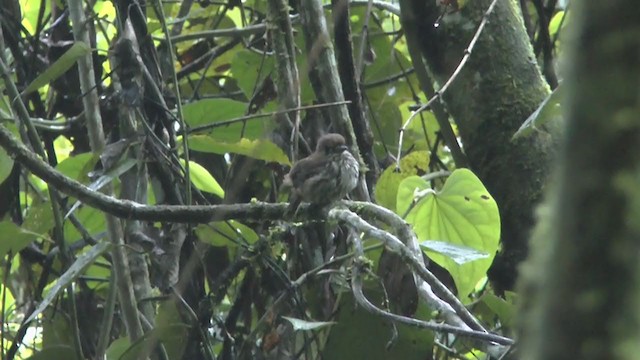 Lanceolated Monklet - ML217262971