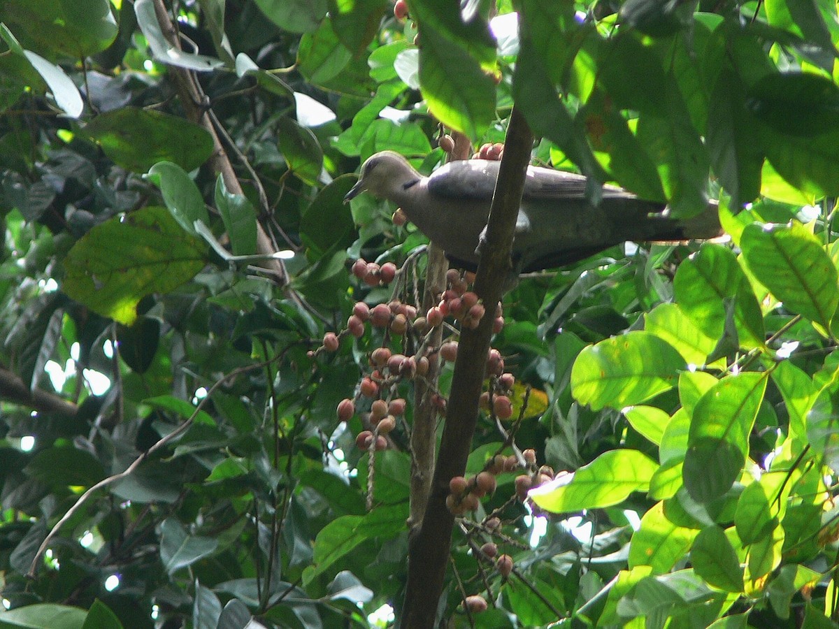 Red-eyed Dove - ML217263331
