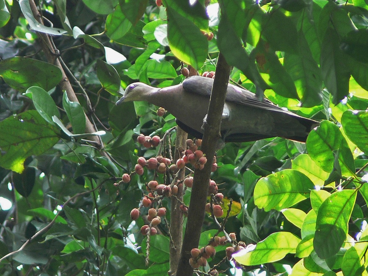 Red-eyed Dove - ML217263351
