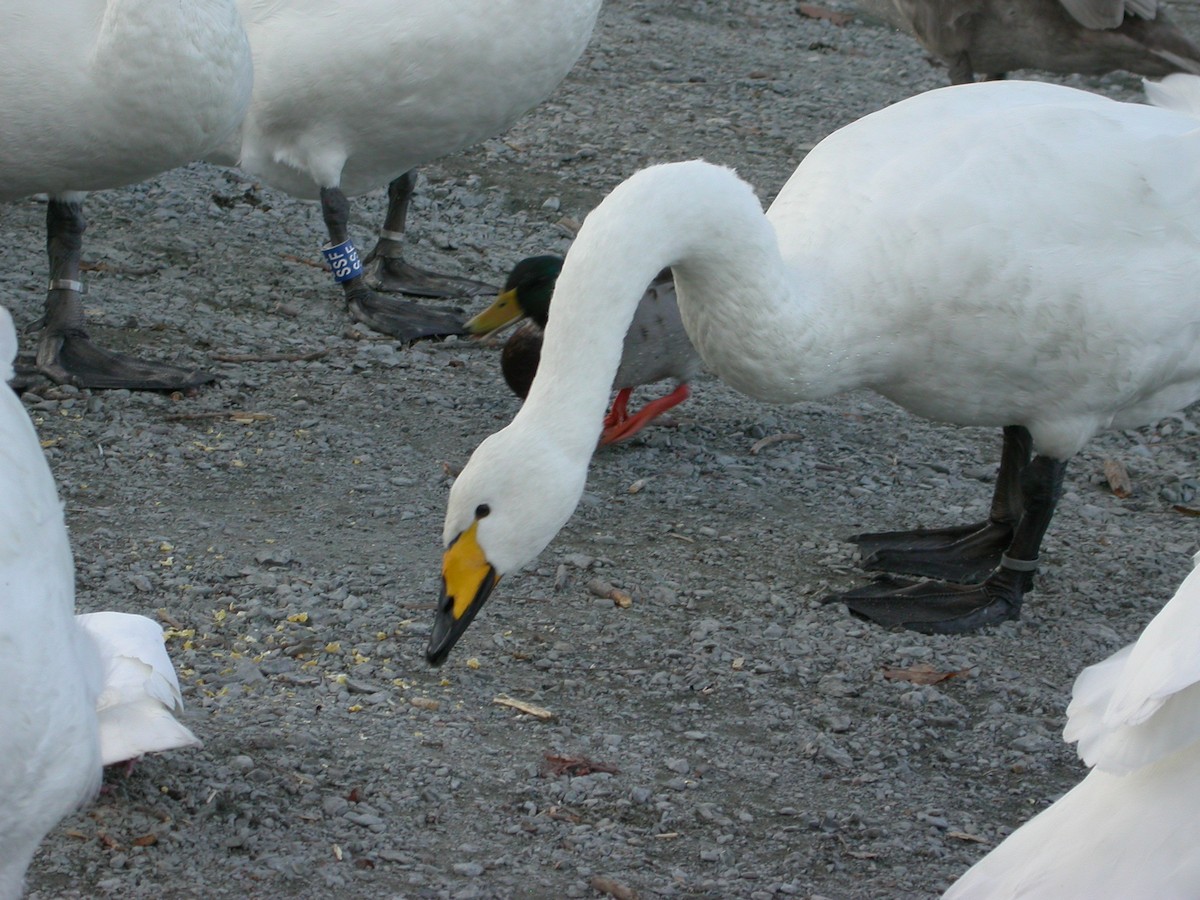 Whooper Swan - Clive & Sheila Williamson