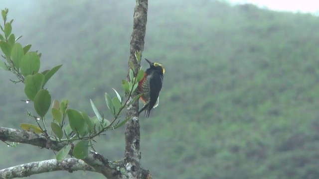 Yellow-tufted Woodpecker - ML217264191