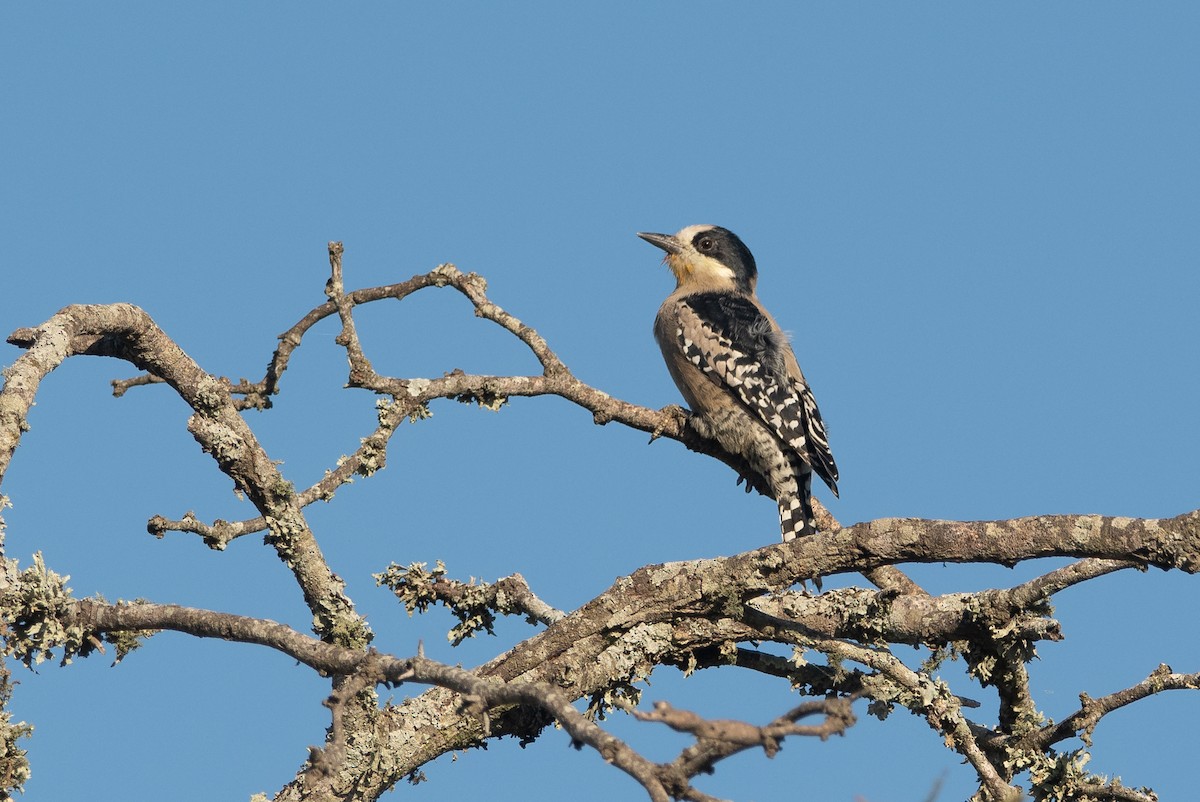 White-fronted Woodpecker - ML217266261