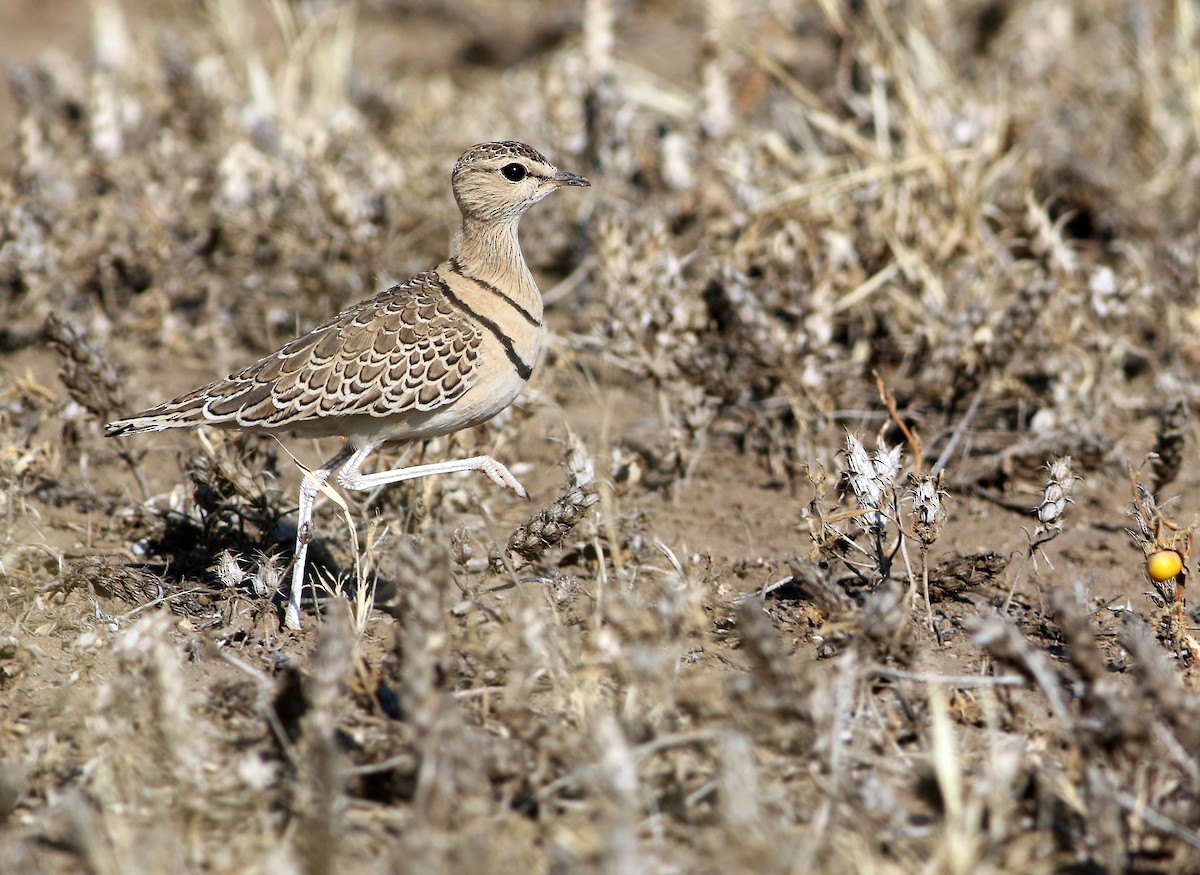 Double-banded Courser - Andrew Spencer