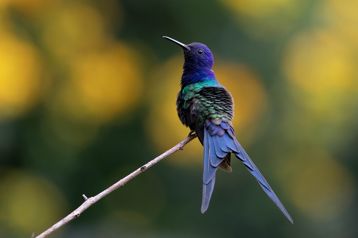 Swallow-tailed Hummingbird - ML217268191