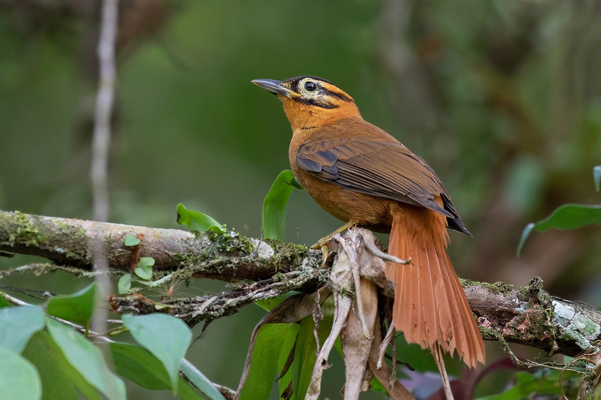Black-capped Foliage-gleaner - Alexandre Gualhanone