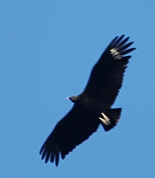 Black Vulture - ML21726971