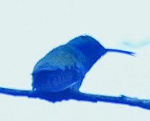 hummingbird sp. - ML21726991