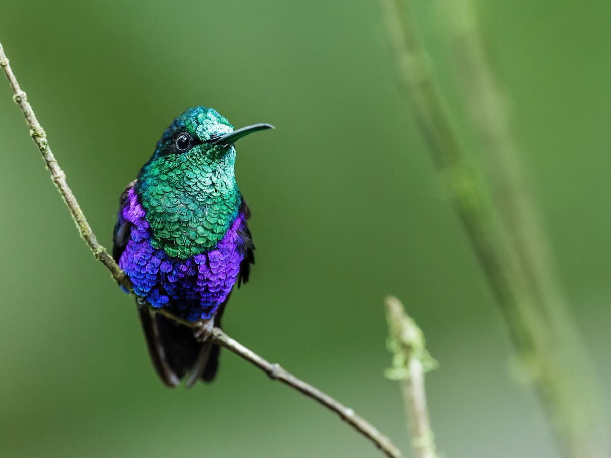 kolibřík vidloocasý [skupina fannyae] - ML217271801