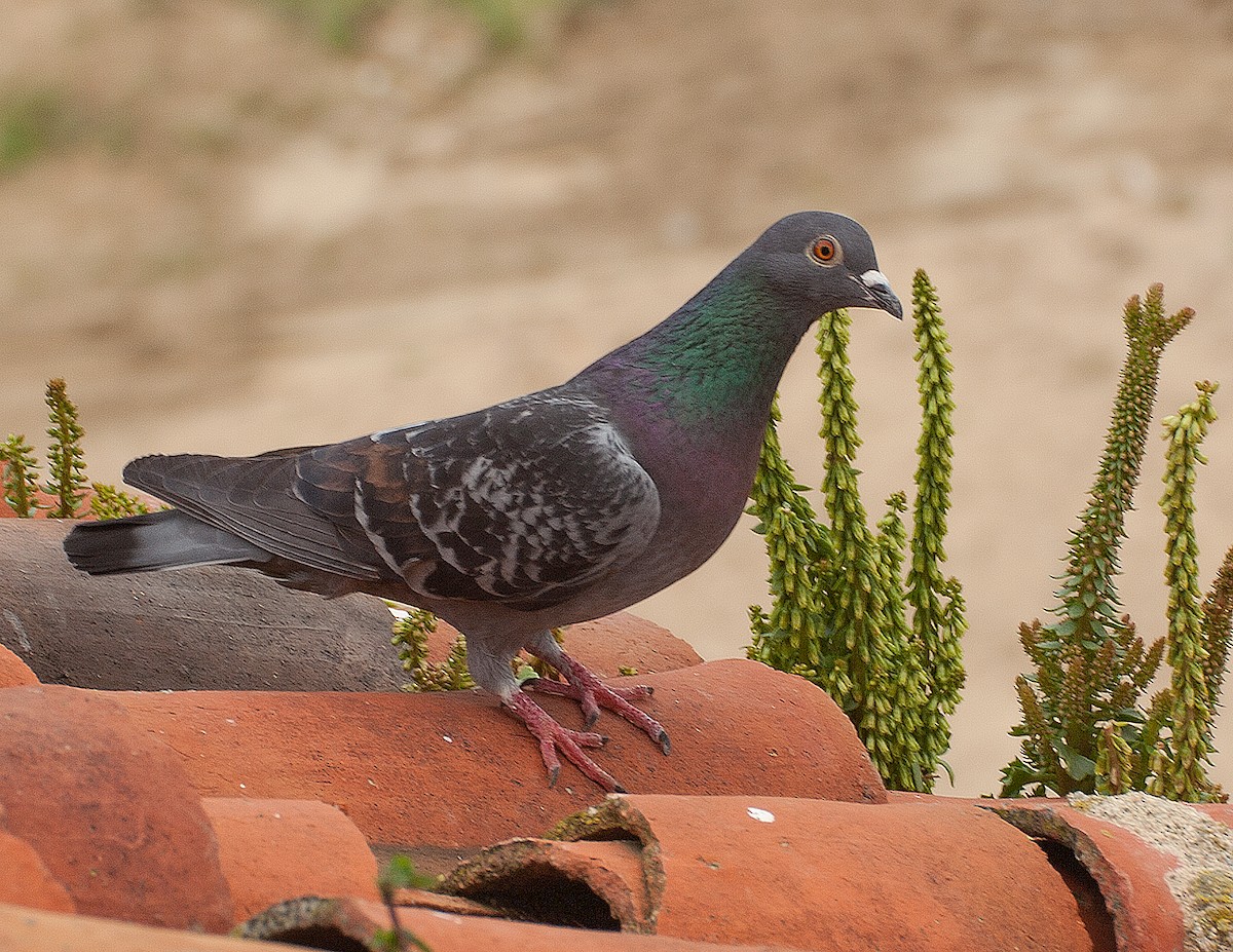 Rock Pigeon (Feral Pigeon) - ML217273591