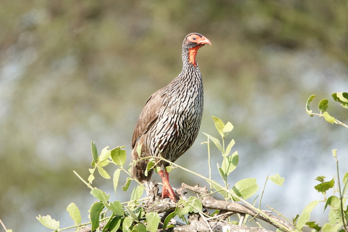 Red-necked Spurfowl - ML217277371