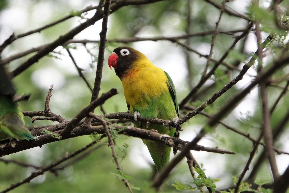 Yellow-collared Lovebird - ML217279881