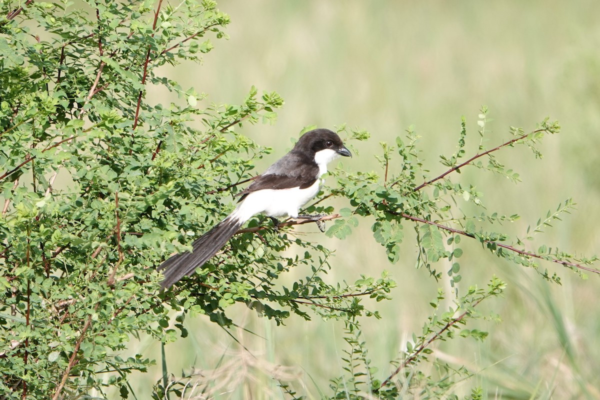 Long-tailed Fiscal - ML217280031