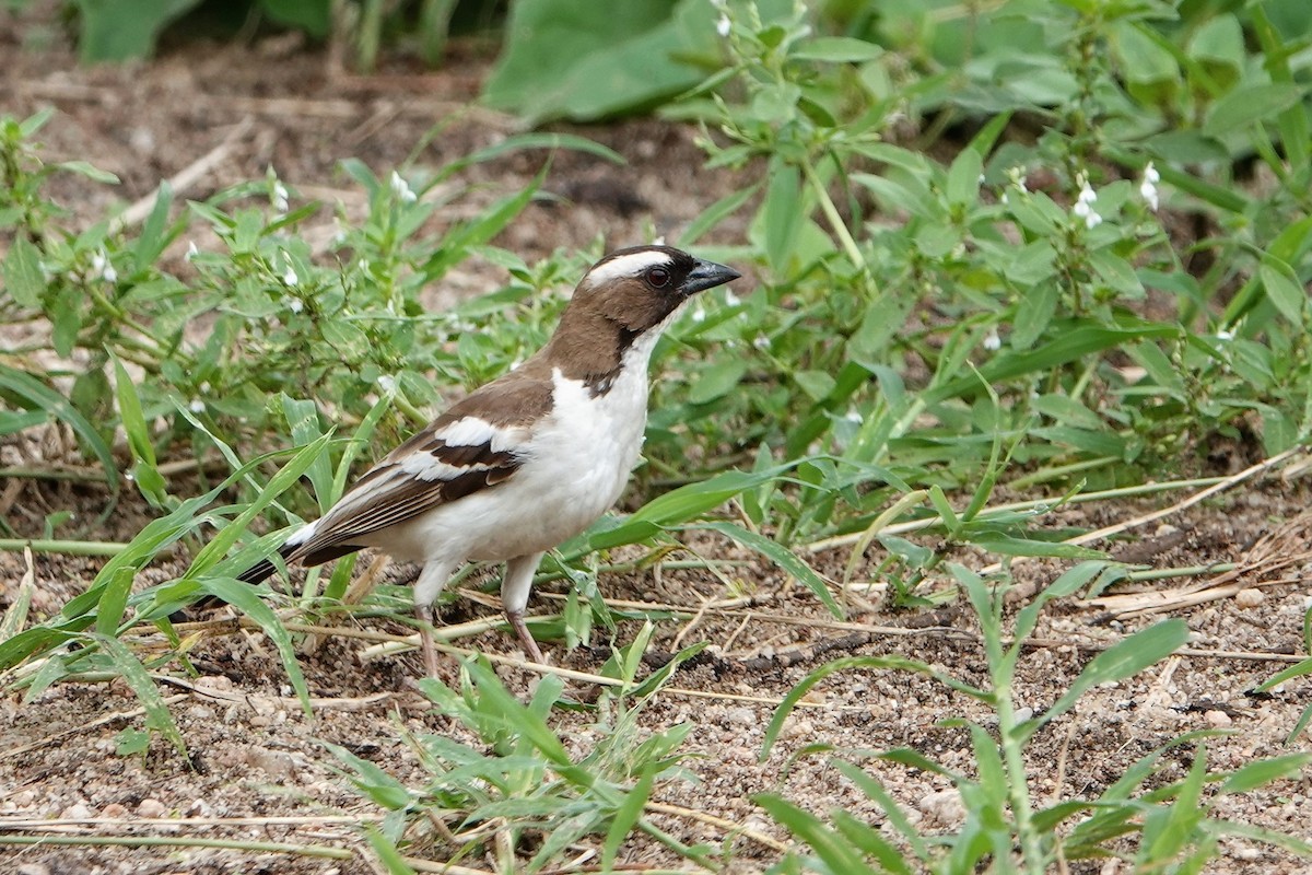 White-browed Sparrow-Weaver - ML217280711