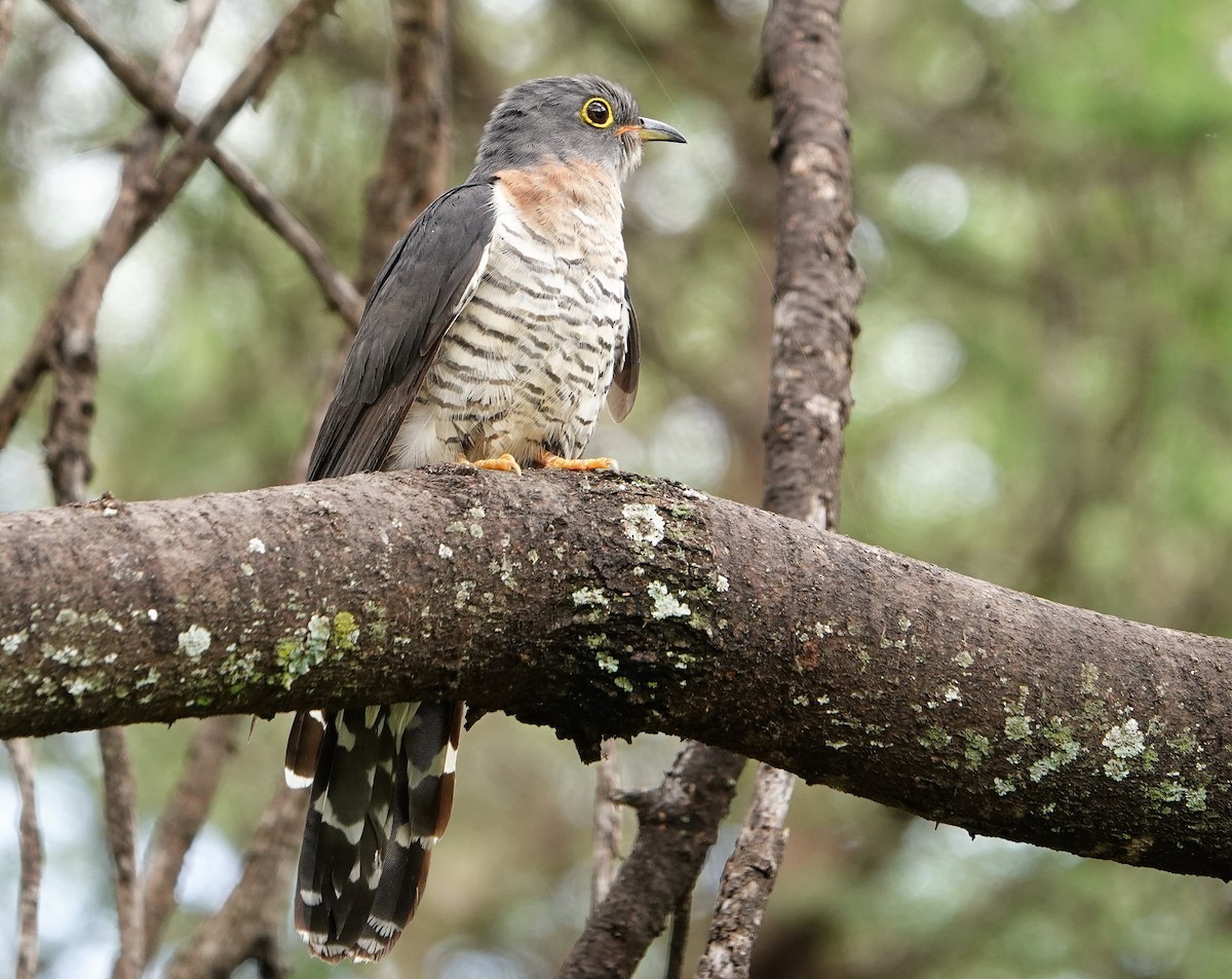 Red-chested Cuckoo - ML217283781