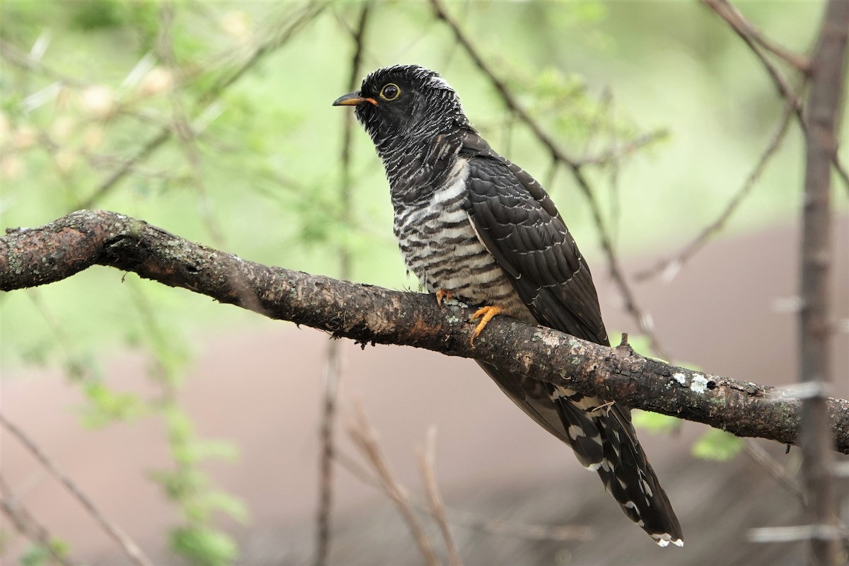 Red-chested Cuckoo - ML217283941
