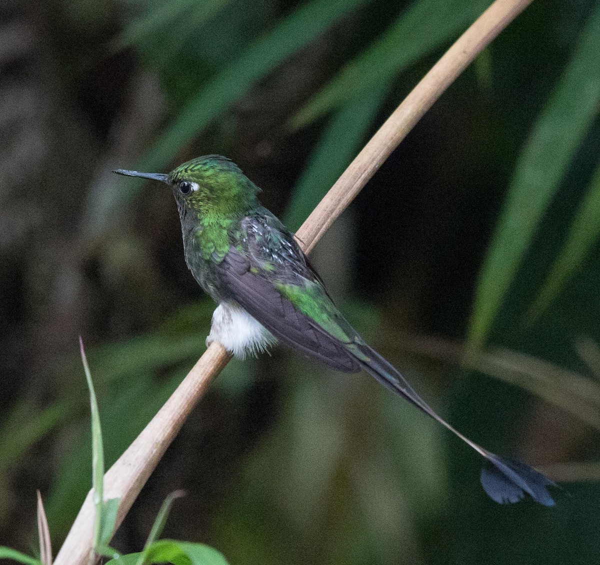 White-booted Racket-tail - ML217284901