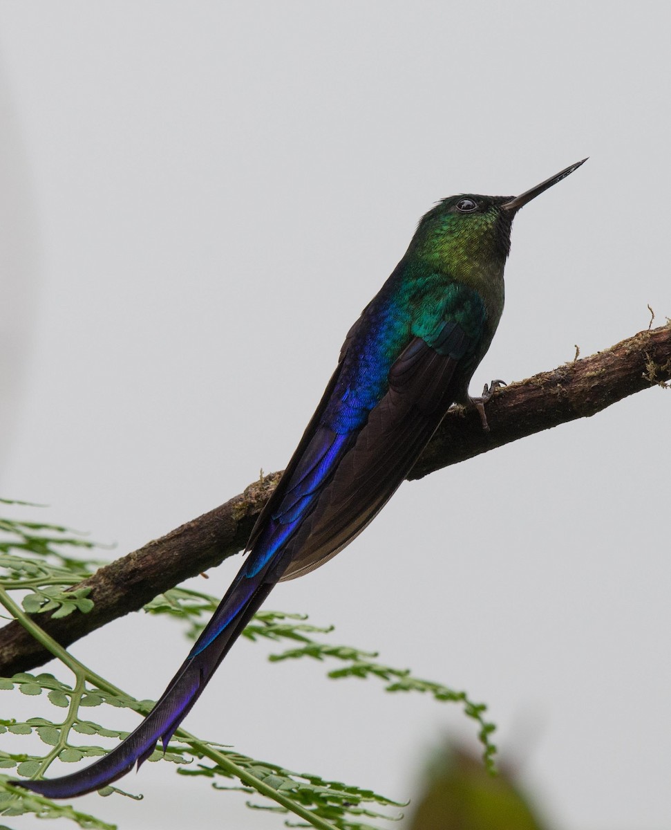 Violet-tailed Sylph - ML217284931