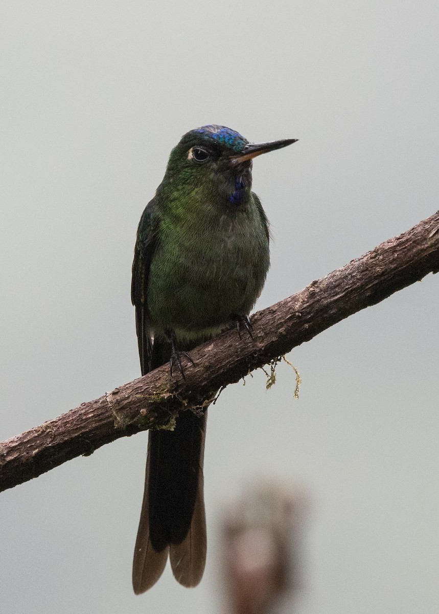 Violet-tailed Sylph - ML217284981